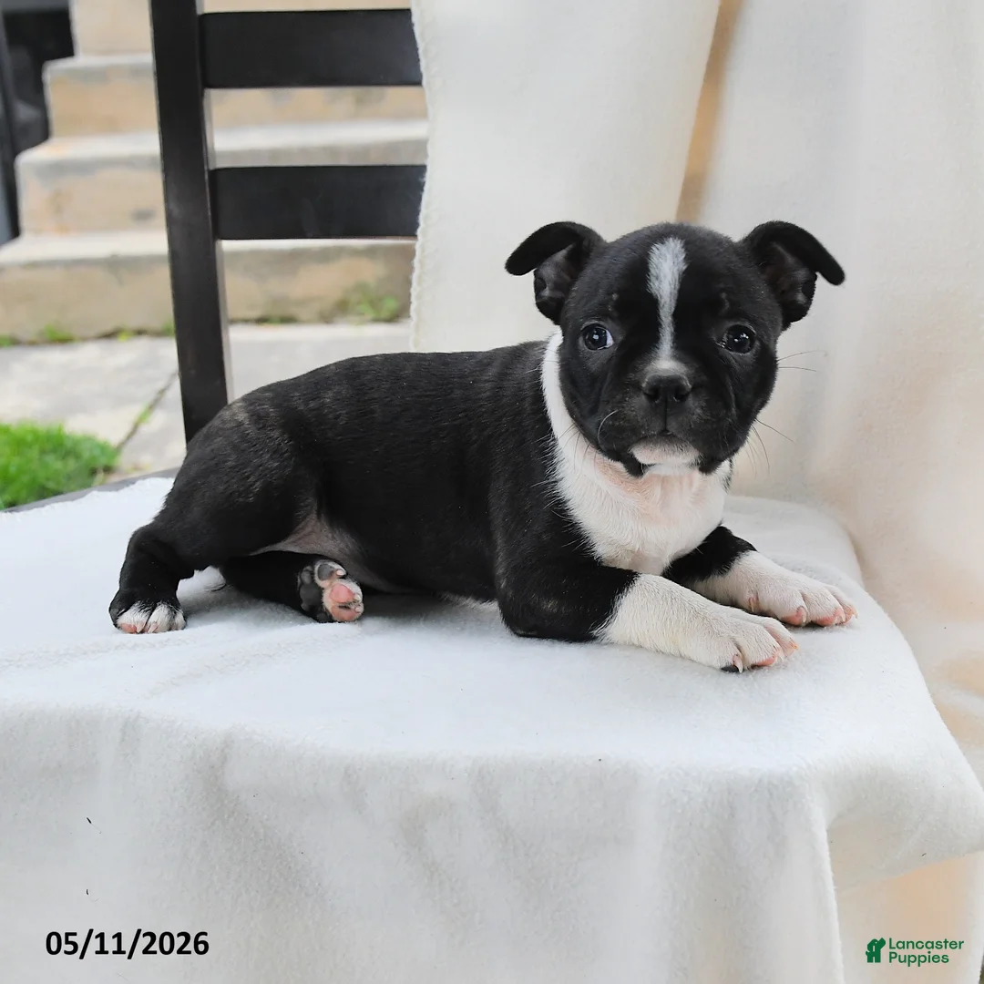 Boston Terrier dogs for sale: Kathy - Ad 3