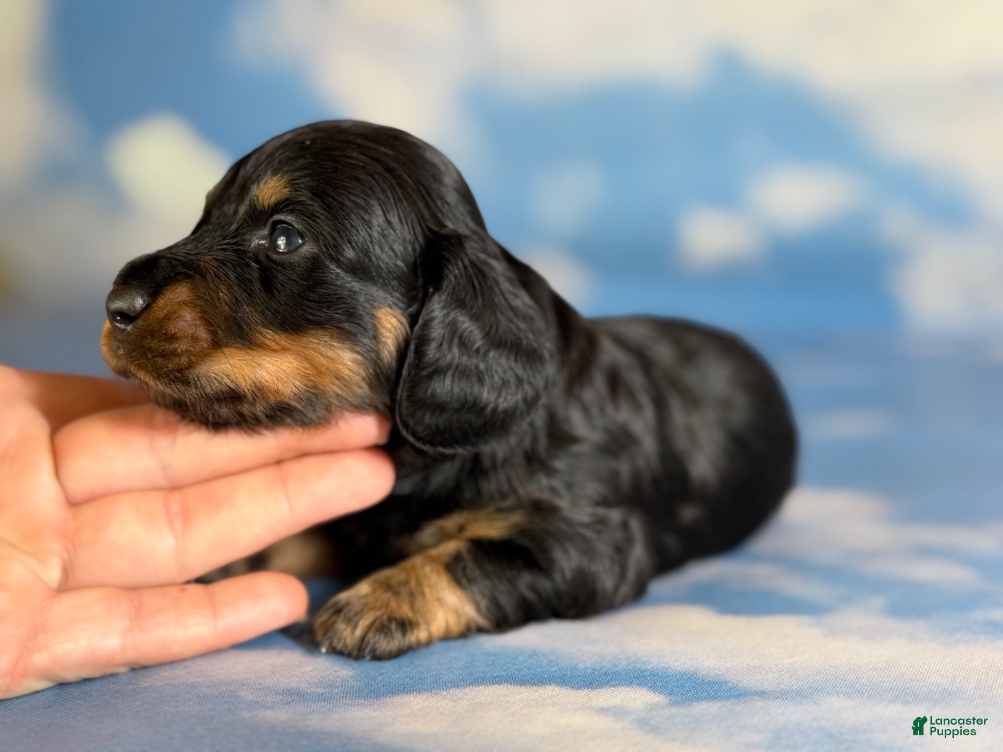 Miniature Dachshund dogs Paco LH  - Ad 1