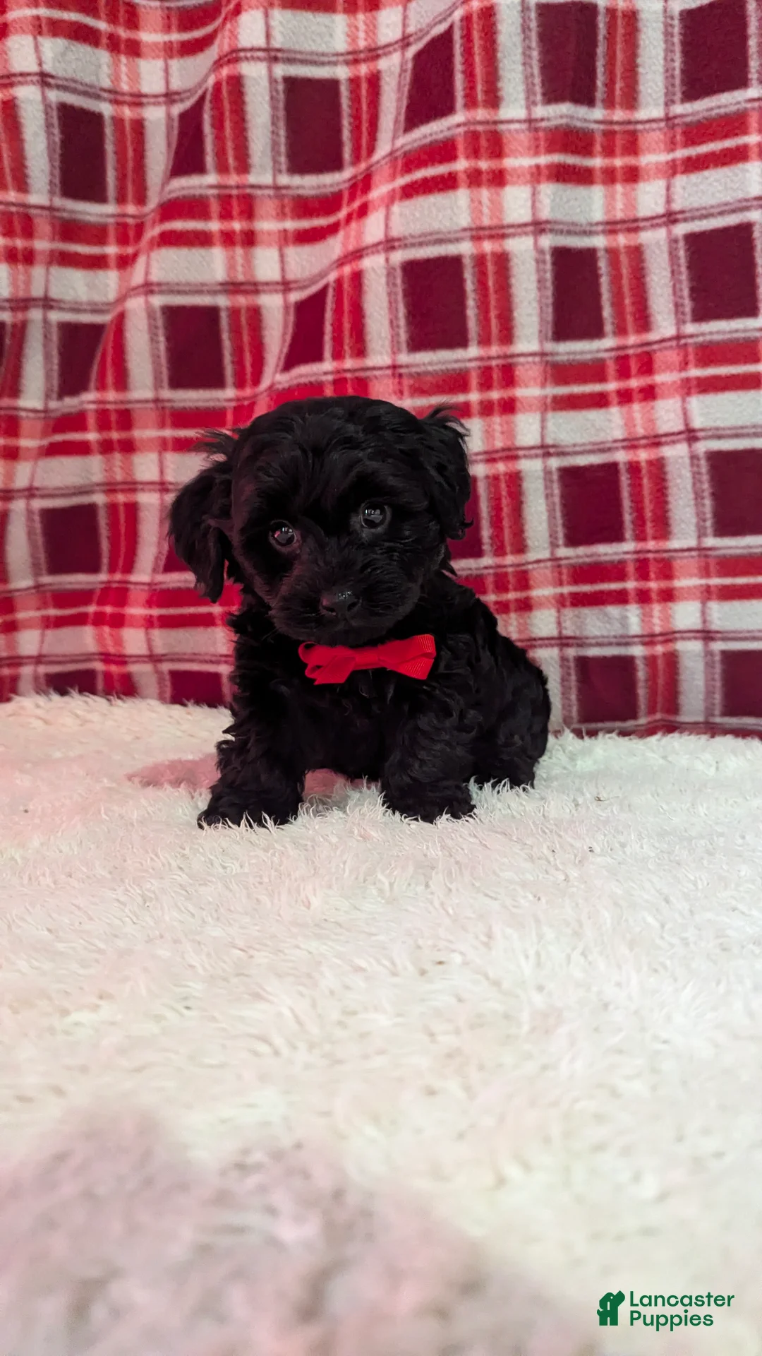 Yorkiepoo dogs for sale: Tyson  - Ad 10
