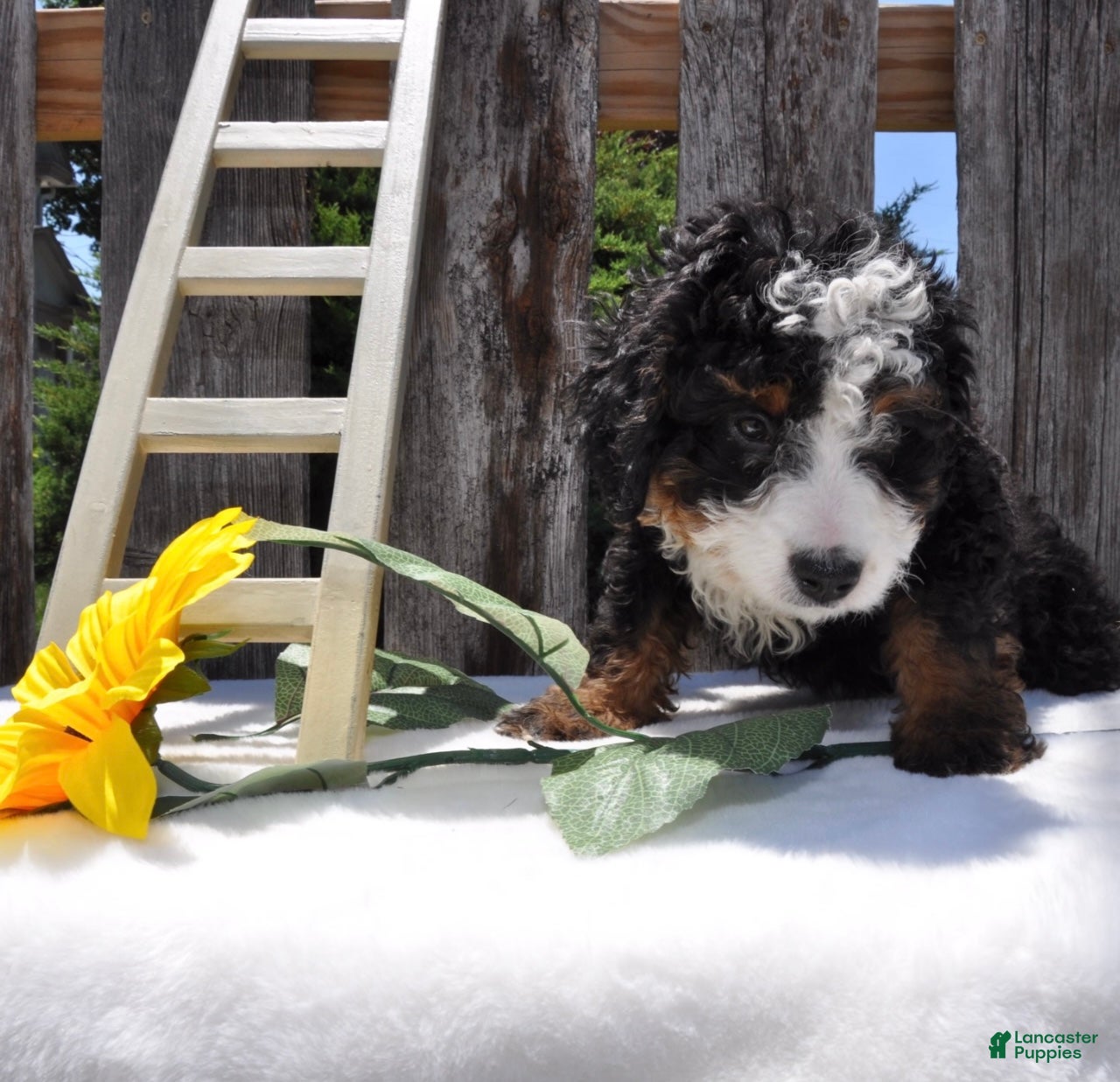 Mini Bernedoodle dogs Mr. Bear - Ad 1