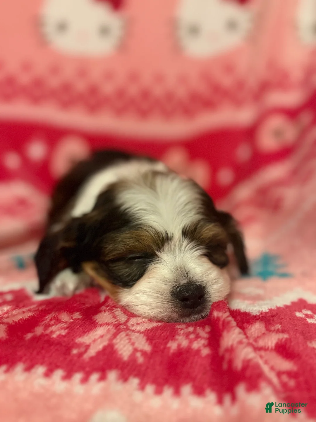 Mixed Breed dogs for sale: Mixed Breed Puppy 1 - Ad 2