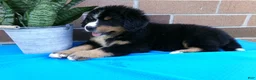 Bernese Mountain Dog dogs for sale: Teresa - Ad 9