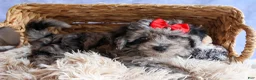 Bichpoo dogs for sale: NORMAN - Ad 3