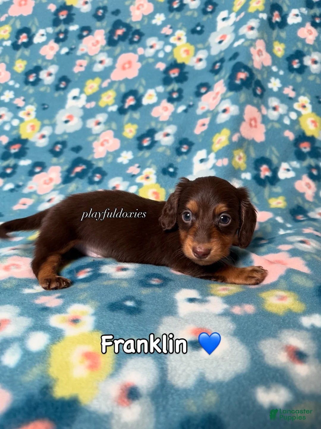 Miniature Dachshund dogs for sale: Franklin - Dachshund Puppy Chocolate & Tan Long Haired Male - Ad 1