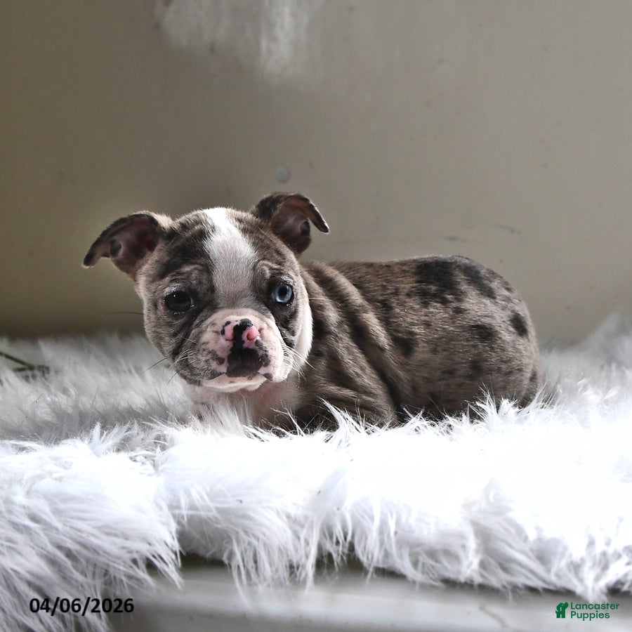 Boston Terrier dogs Brooklyn - Ad 2
