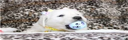 Golden Retriever dogs for sale: Daisy - Ad 4