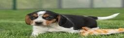 Beagle dogs for sale:  Charlie 🐶✨ - Ad 13