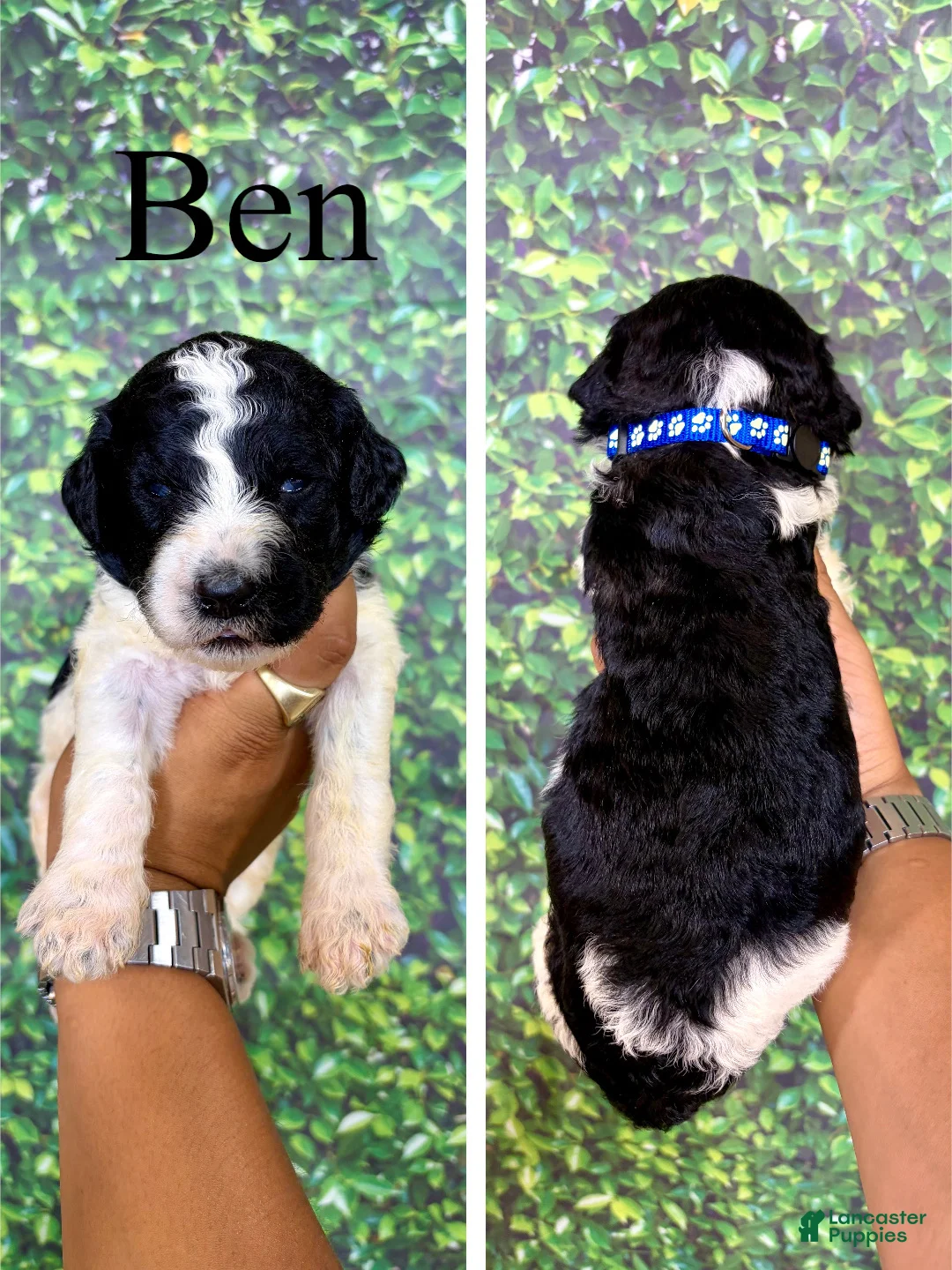 Saint Berdoodles dogs for sale: Ben  - Ad 1