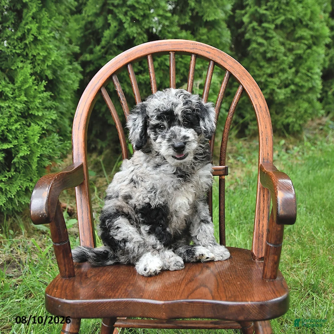 Mini Goldendoodle dogs for sale: Kori - Ad 2