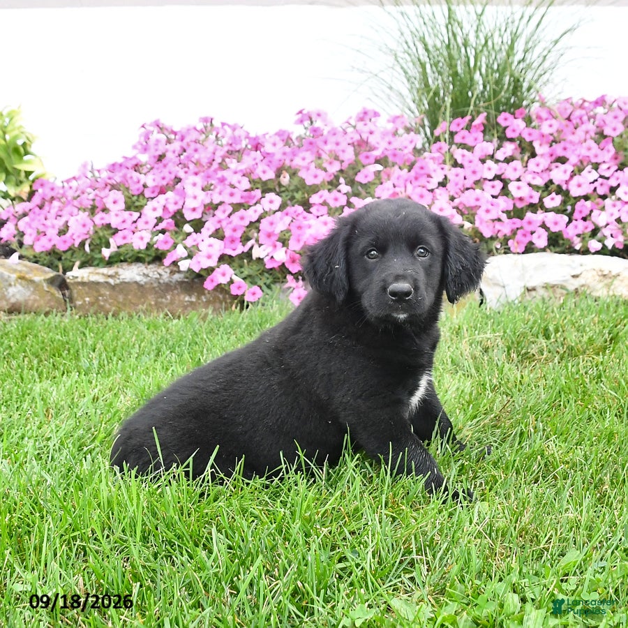 Mixed Breed dogs Bessie - Ad 1