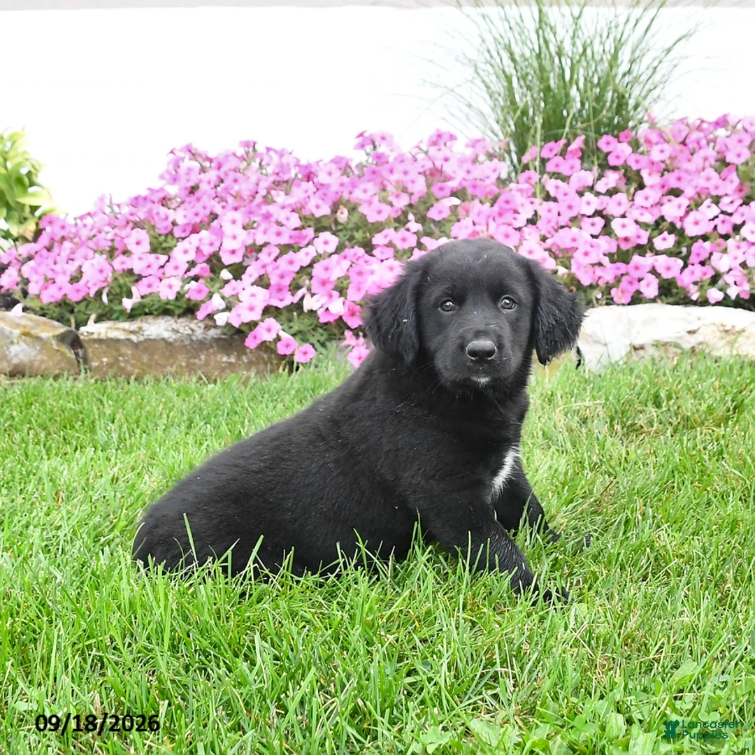 Mixed Breed dogs for sale: Bessie - Ad 1