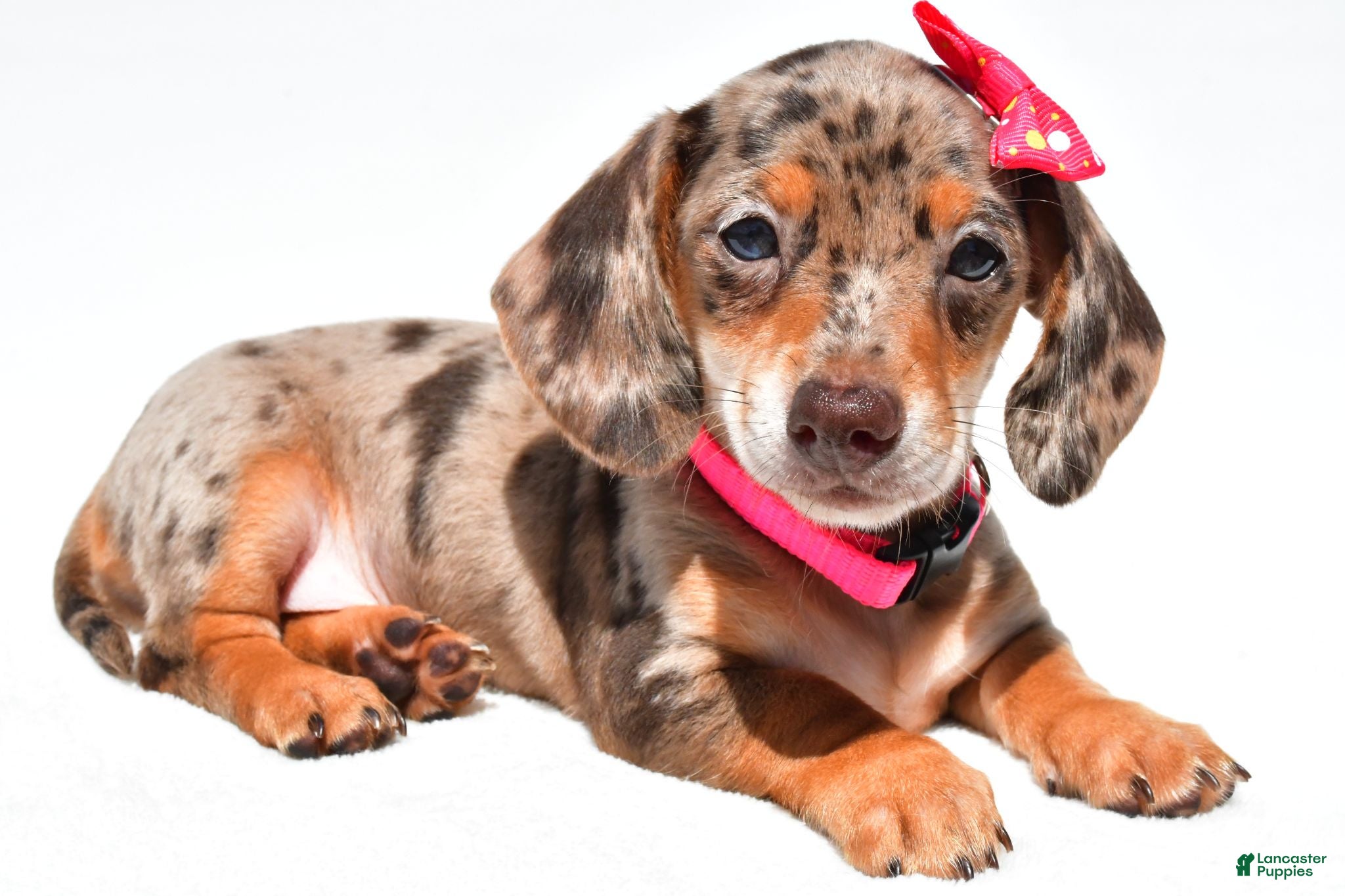 Miniature Dachshund dogs Tessa - Ad 1