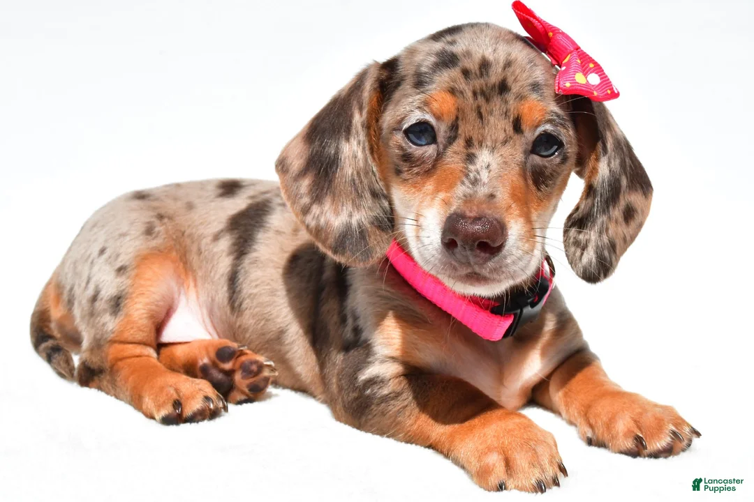 Miniature Dachshund dogs for sale: Tessa - Ad 1