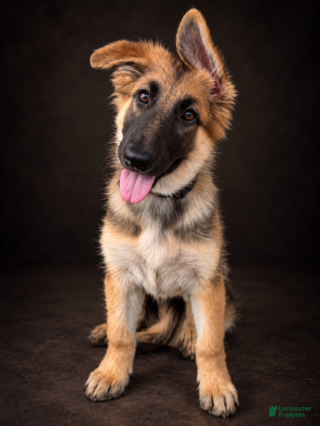 German Shepherd dogs Nova - Ad 1