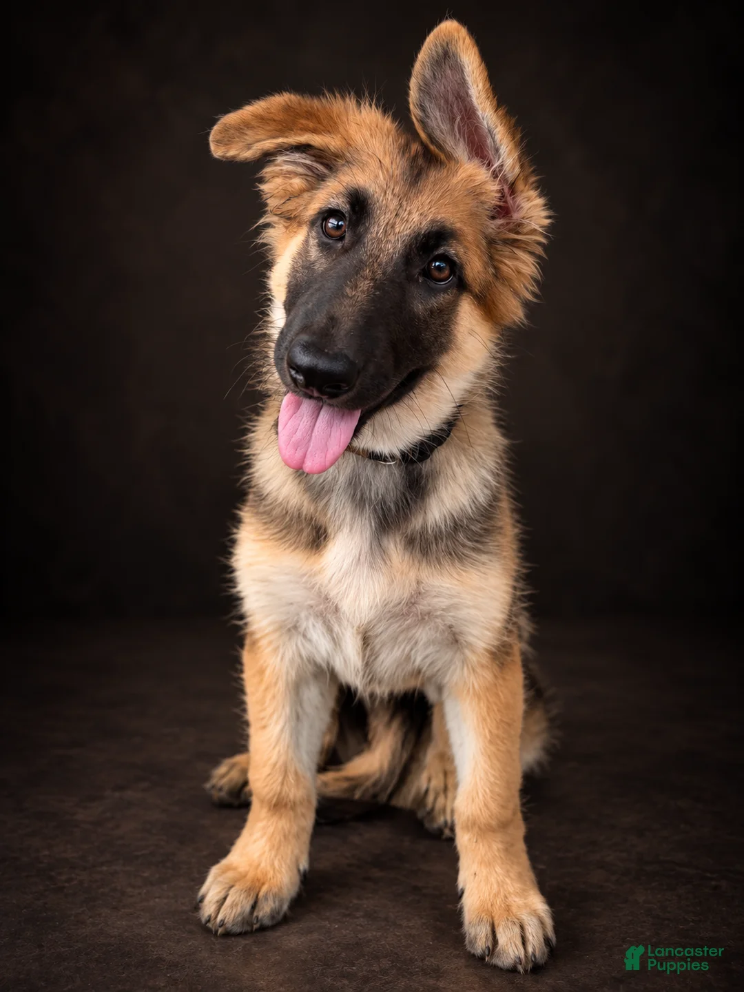 German Shepherd dogs for sale: Nova - Ad 1