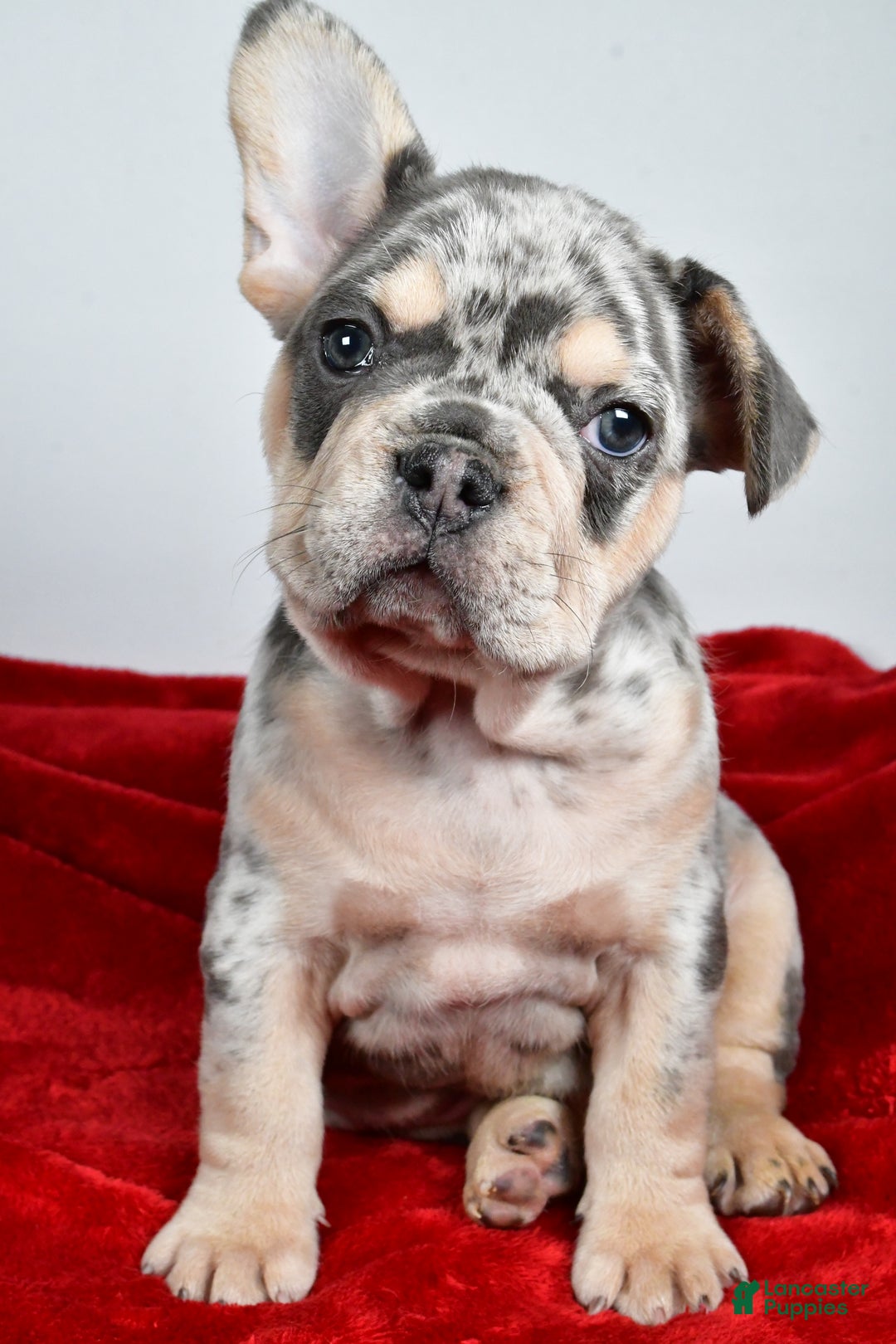 French Bulldog dogs for sale:  Dasher - Ad 5