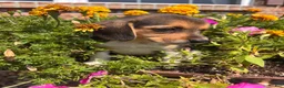 Beagle dogs for sale: Lady - Ad 7