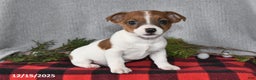 Jack Russell Terrier dogs for sale: Nicholas - Ad 3