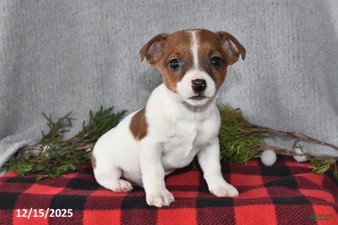Jack Russell Terrier dogs for sale: Nicholas - Ad 3