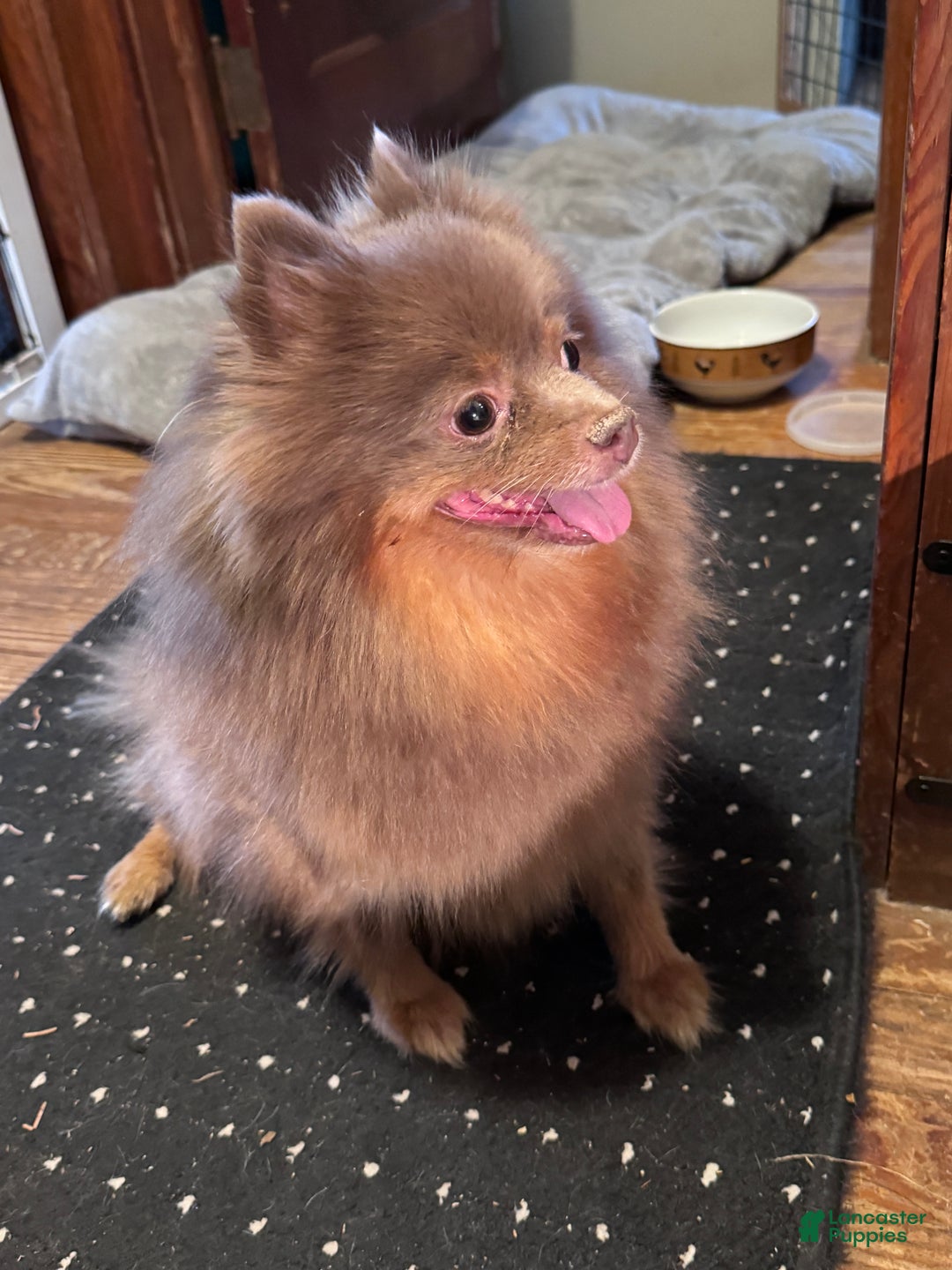 Pomeranian dogs for sale: Gus Gus  - Ad 3