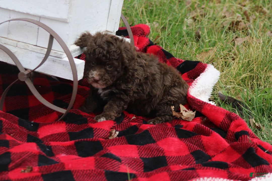 Toy Poodle dogs for sale: Kayla - Ad 5