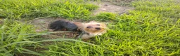 Yorkshire Terrier dogs for sale: Baby Bear - Ad 2