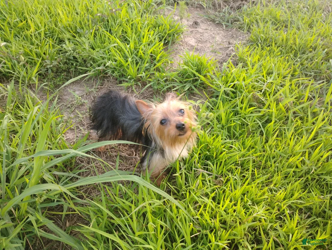 Yorkshire Terrier dogs for sale: Baby Bear - Ad 2