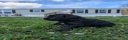Newfoundland dogs for sale: Haven - Ad 12