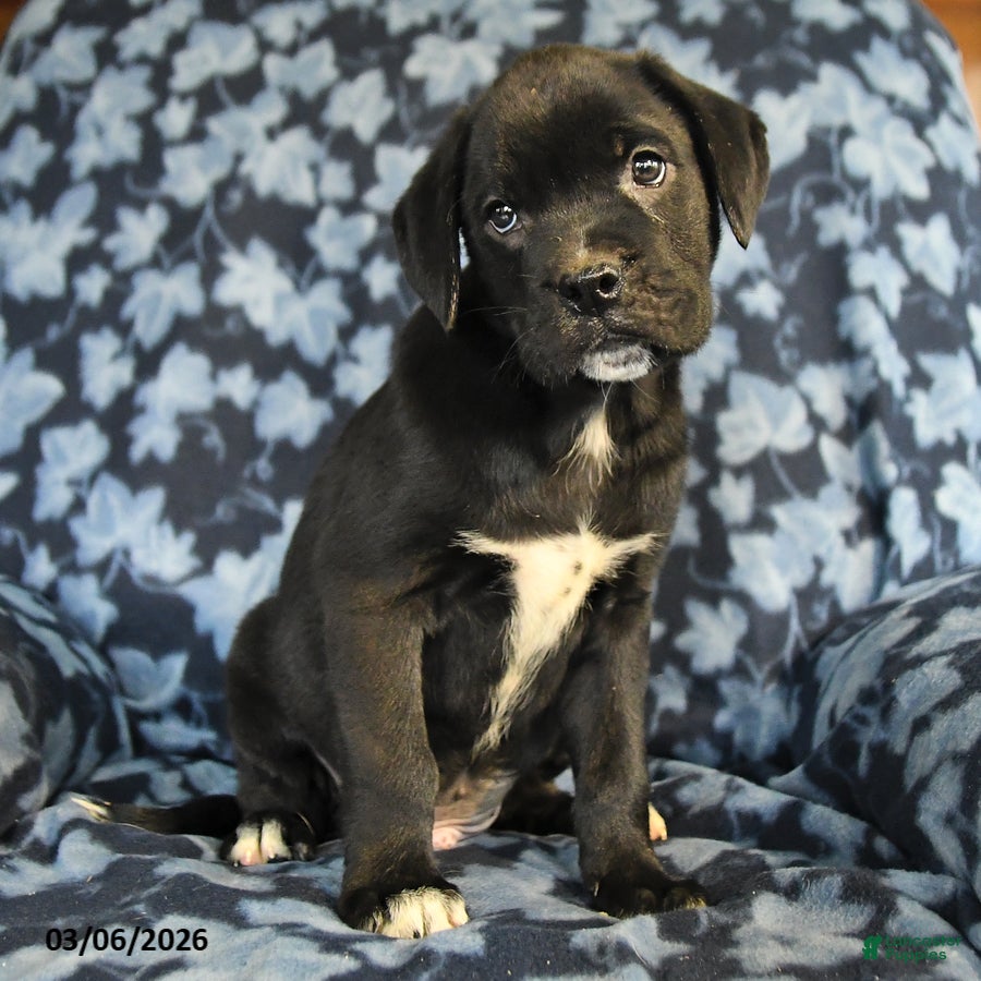 Mixed Breed dogs Leo - Ad 1