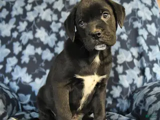 Mixed Breed dogs for sale: Leo - Ad 1