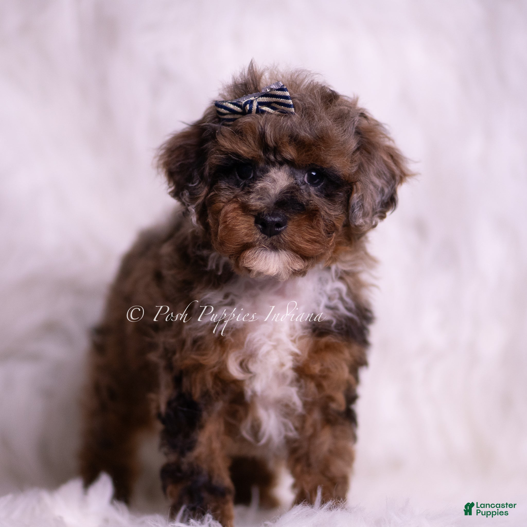 Toy Poodle dogs Veevo - Ad 2