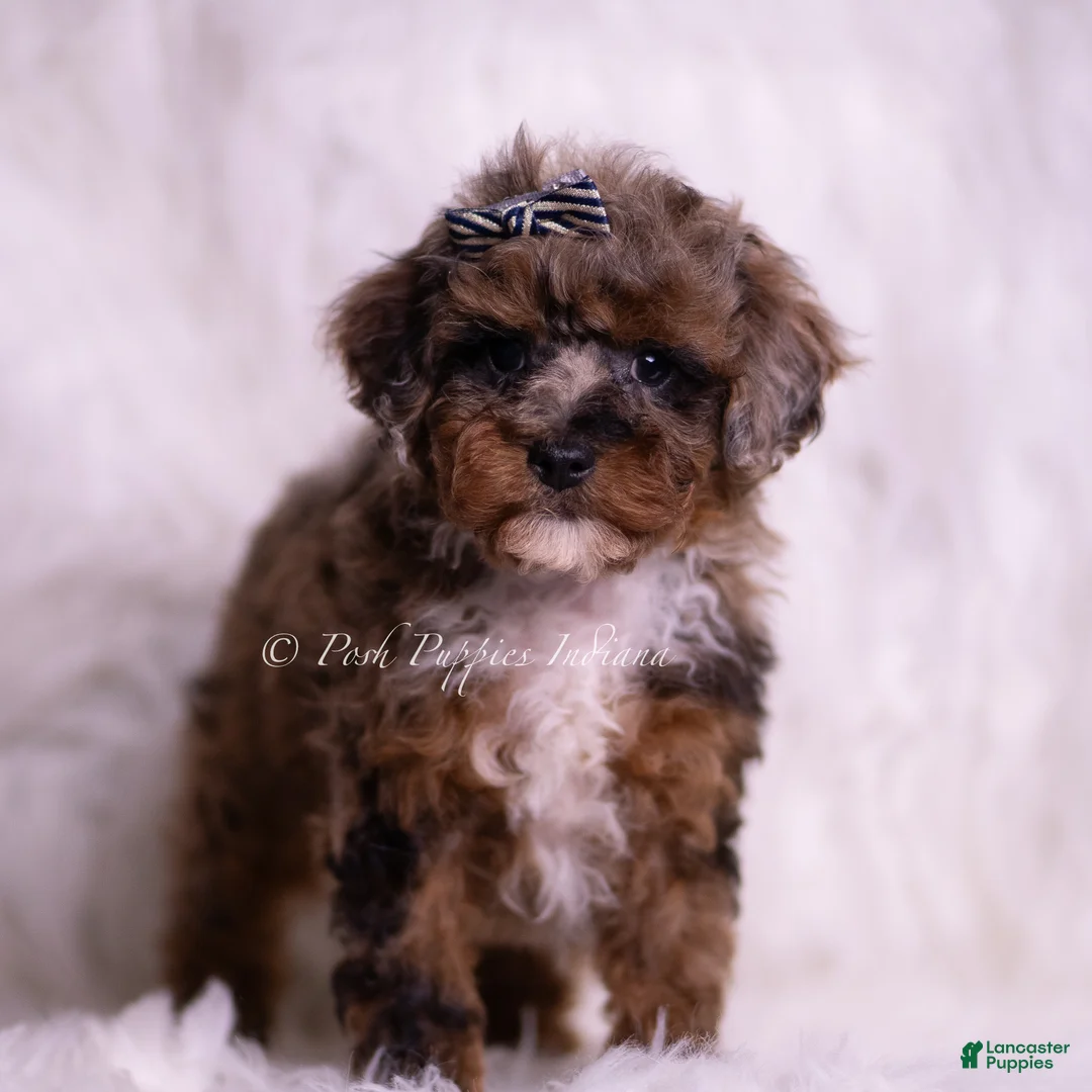 Toy Poodle dogs for sale: Veevo - Ad 2