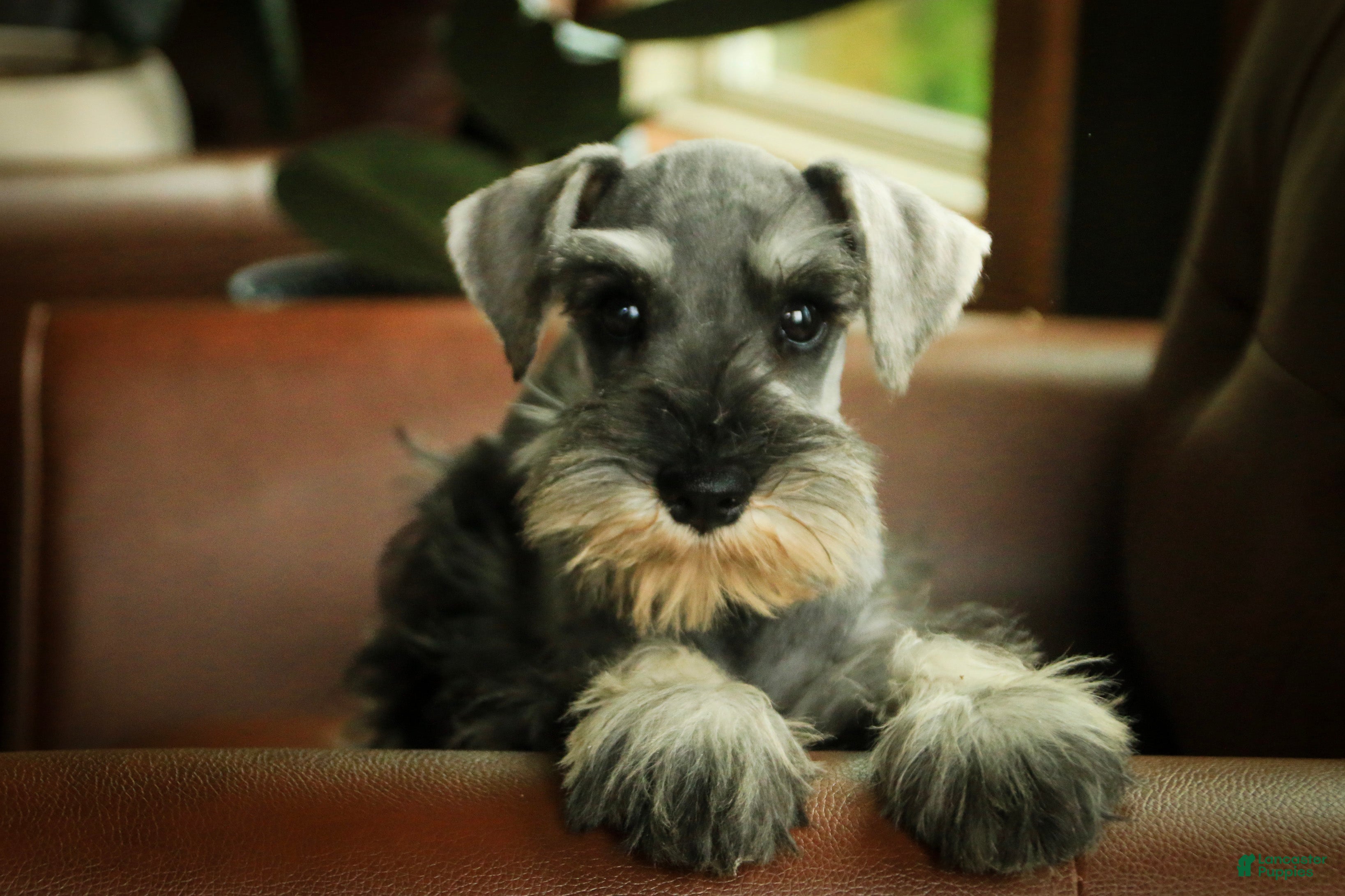 Miniature Schnauzer dogs Qeleigh Miniature Schnauzer  - Ad 2