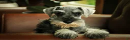Miniature Schnauzer dogs for sale: Qeleigh Miniature Schnauzer  - Ad 9