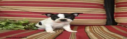 Boston Terrier dogs for sale: Naomi - Ad 4