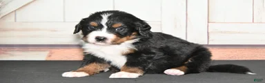 Elmo AKC