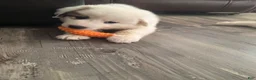 Great Pyrenees dogs for sale: Lily  - Ad 11