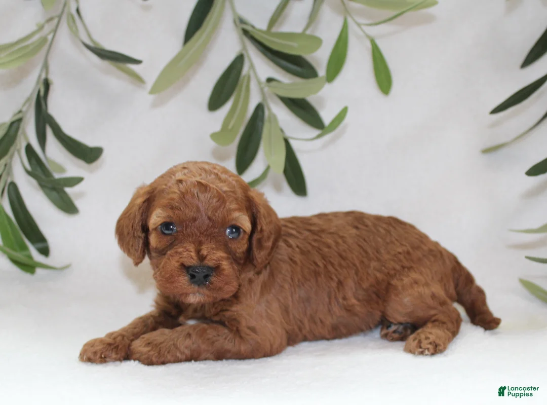 Cavapoo dogs for sale: Izzy - Ad 5