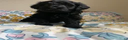 Mixed Breed dogs for sale: Arlene - Ad 5