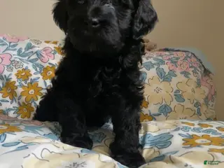 Mixed Breed dogs Arlene - Ad 39