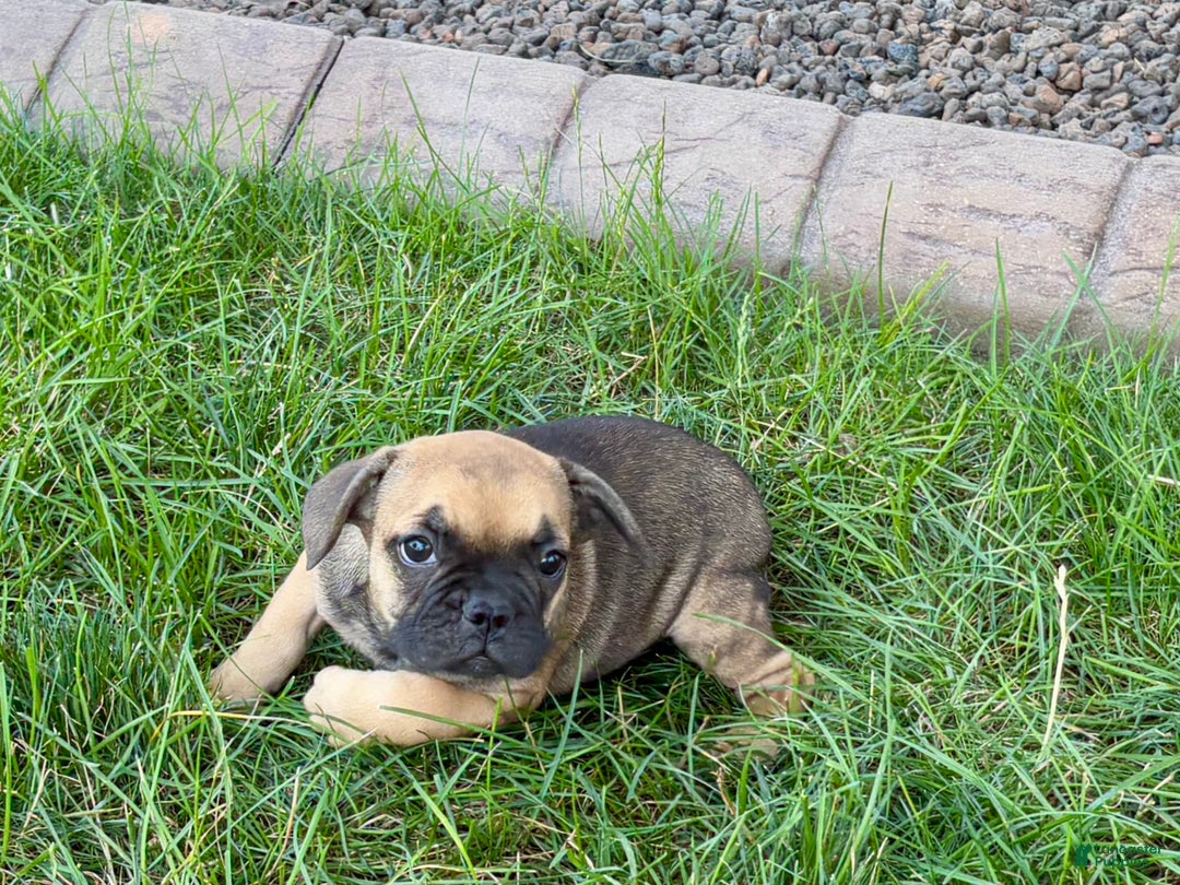 French Bulldog dogs for sale: Candice - Ad 7