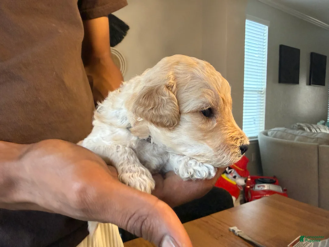 Mini Goldendoodle dogs for sale: Cartie - Ad 2