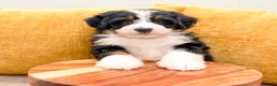 Mini Bernedoodle dogs for sale: Jewel - Ad 4
