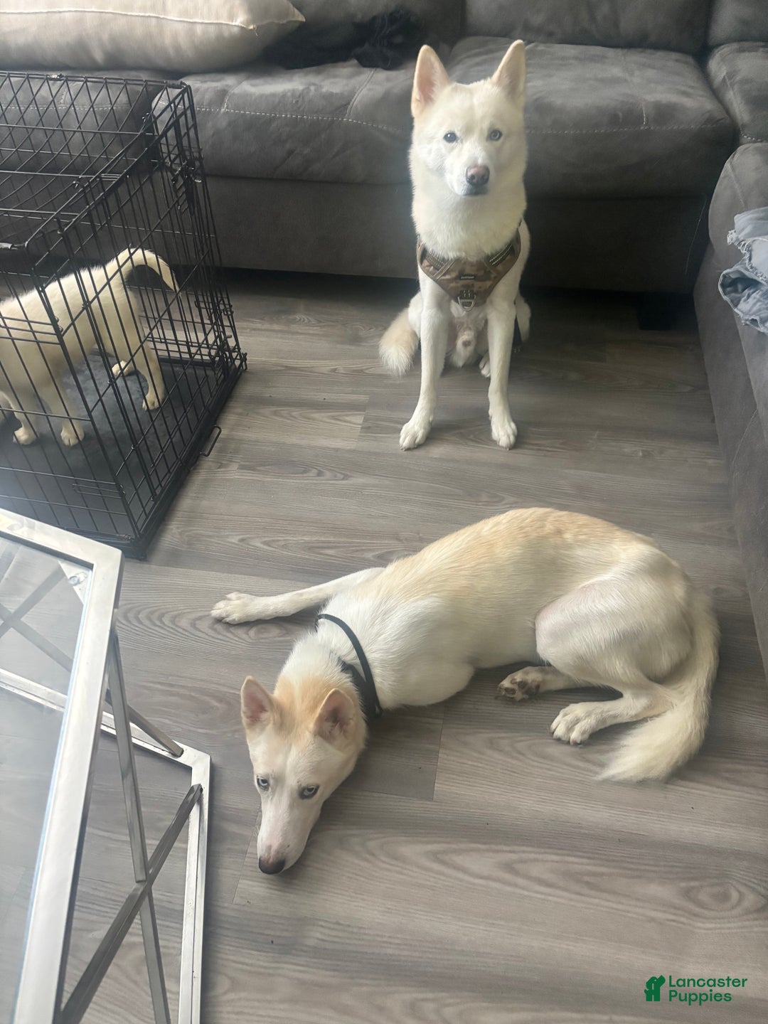 Pomsky dogs for sale: Biscuits  - Ad 17