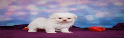 Maltese dogs for sale: Penny - Ad 4