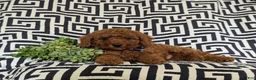 Miniature Poodle dogs for sale: Sloan - Ad 7