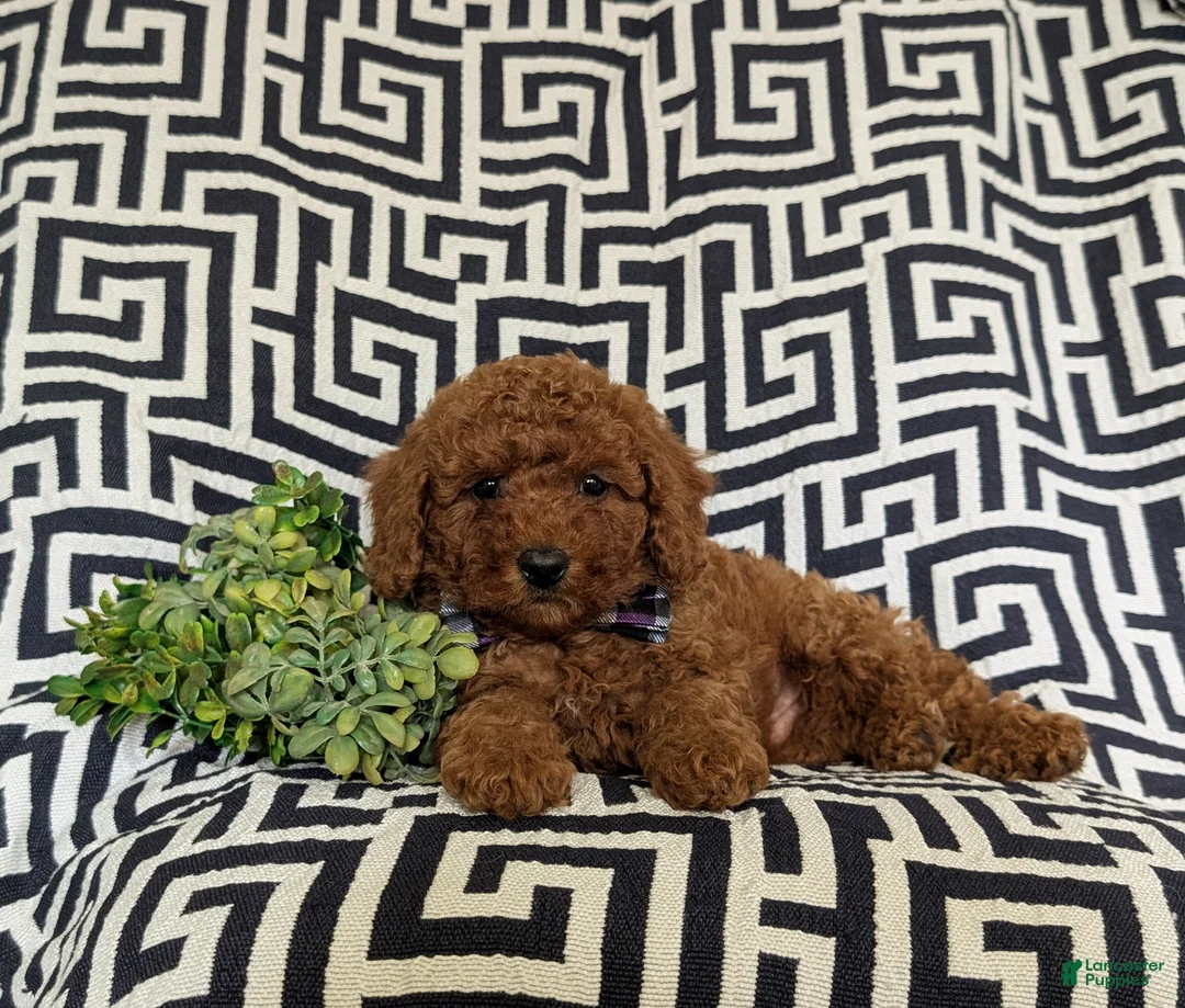 Miniature Poodle dogs for sale: Sloan - Ad 7