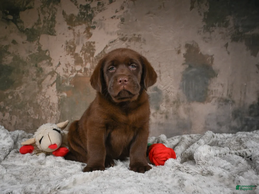 Labrador Retriever dogs for sale: Leo - Ad 1