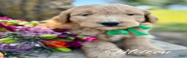 Medium Goldendoodle Boy Milton