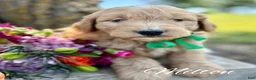 Mini Goldendoodle dogs for sale: Medium Goldendoodle Boy Milton - Ad 1